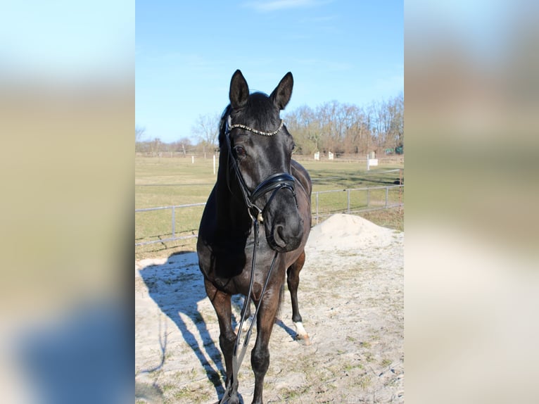Hanoverian Mare 5 years 16.2 hh Black in Langelsheim