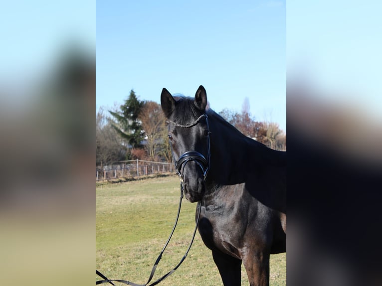 Hanoverian Mare 5 years 16.2 hh Black in Langelsheim