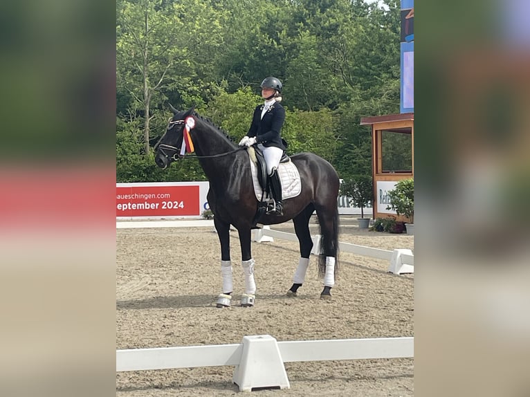 Hanoverian Mare 5 years 16,2 hh Black in Neckargemünd