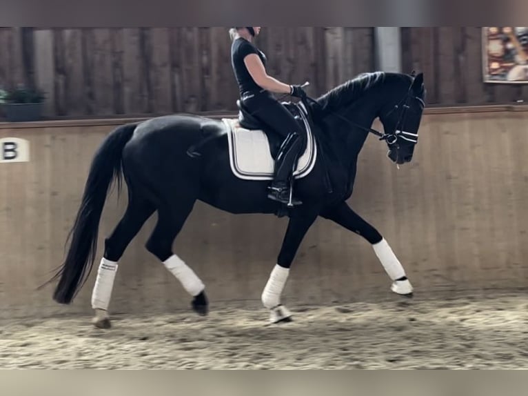 Hanoverian Mare 5 years 16,2 hh Black in Neckargemünd