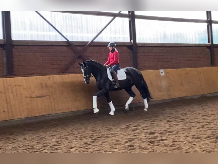 Hanoverian Mare 5 years 16,2 hh Black in Selsingen