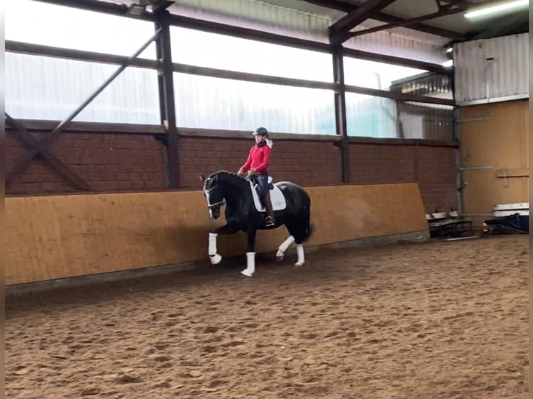 Hanoverian Mare 5 years 16,2 hh Black in Selsingen