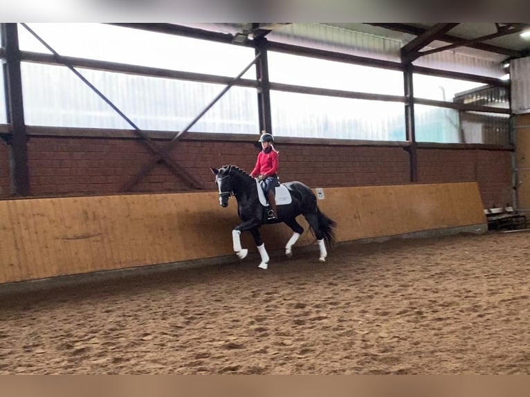 Hanoverian Mare 5 years 16,2 hh Black in Selsingen