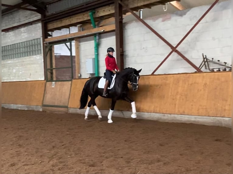 Hanoverian Mare 5 years 16,2 hh Black in Selsingen