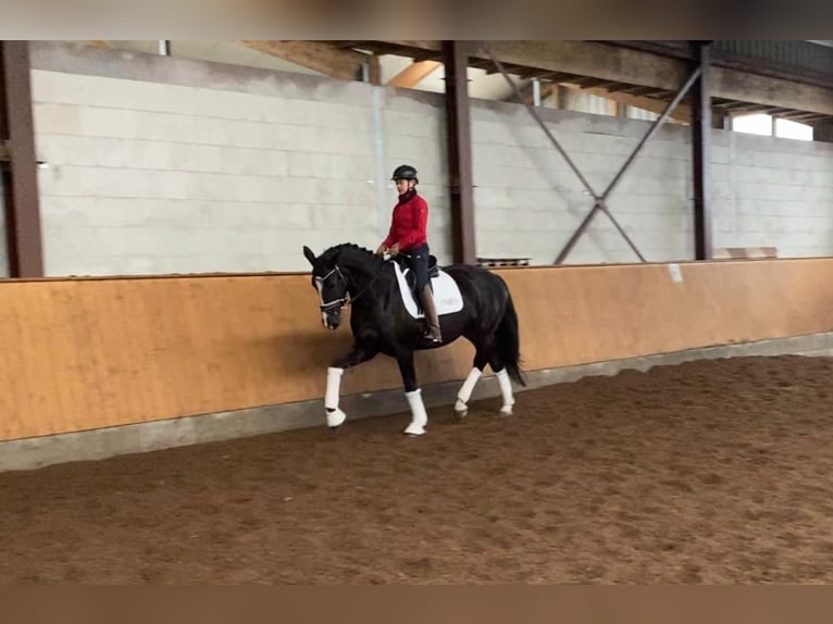 Hanoverian Mare 5 years 16,2 hh Black in Selsingen