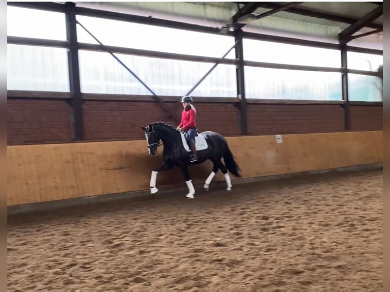 Hanoverian Mare 5 years 16,2 hh Black in Selsingen