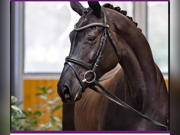 Hanoverian Mare 5 years 16,2 hh Black in Vechta