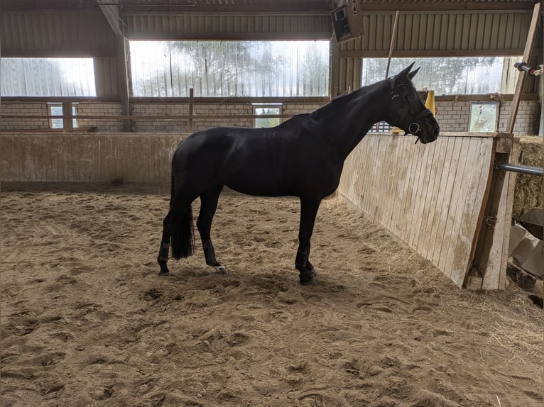 Hanoverian Mare 5 years 16,2 hh Black in Vechta