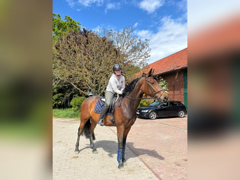 Hanoverian Mare 5 years 16.2 hh Brown in Bassum