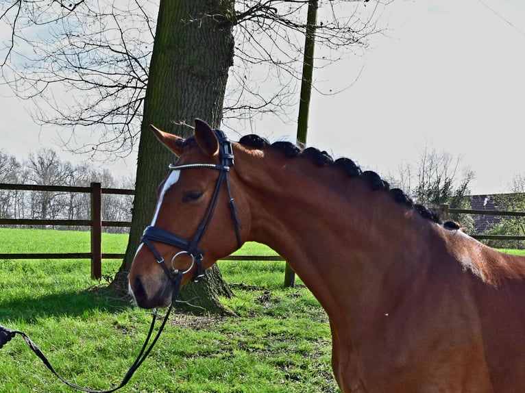 Hanoverian Mare 5 years 16,2 hh Brown in Isterberg