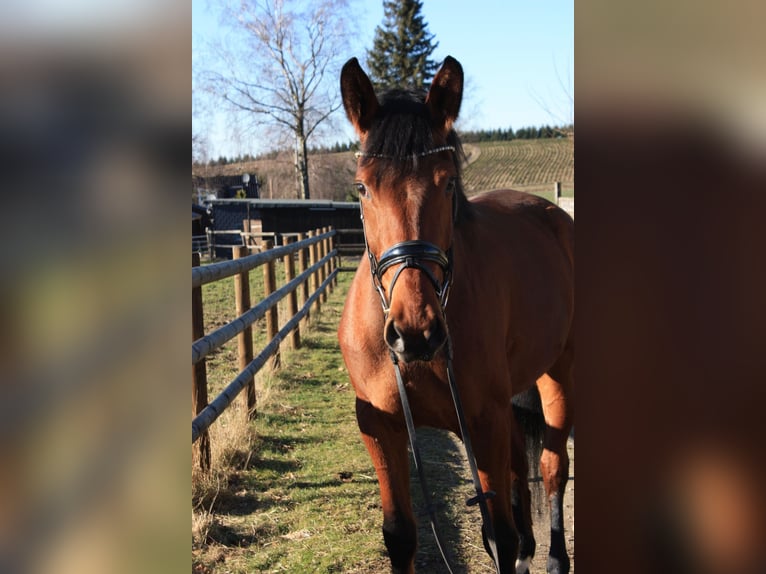 Hanoverian Mare 5 years 16,2 hh Brown in Ennepetal