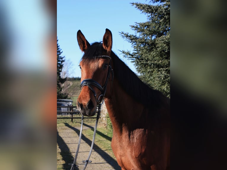 Hanoverian Mare 5 years 16,2 hh Brown in Ennepetal