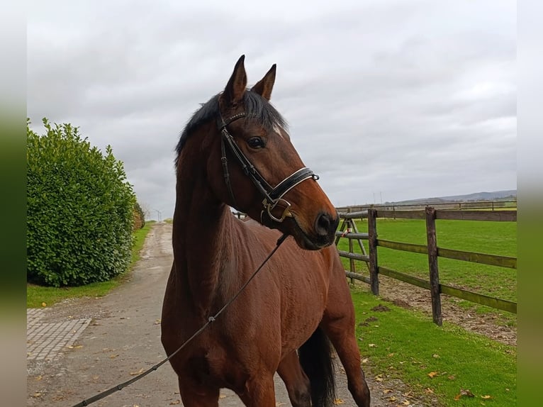 Hanoverian Mare 5 years 16,2 hh Brown in Warstein