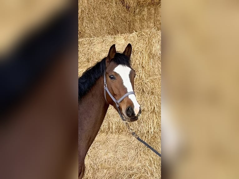 Hanoverian Mare 5 years 16,2 hh Brown in Zülpich