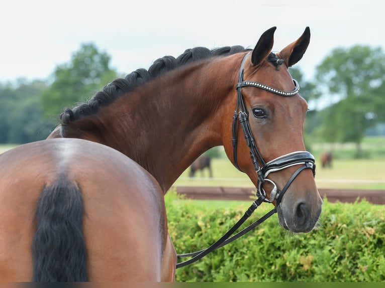 Hanoverian Mare 5 years 16,2 hh Brown in Tiddische