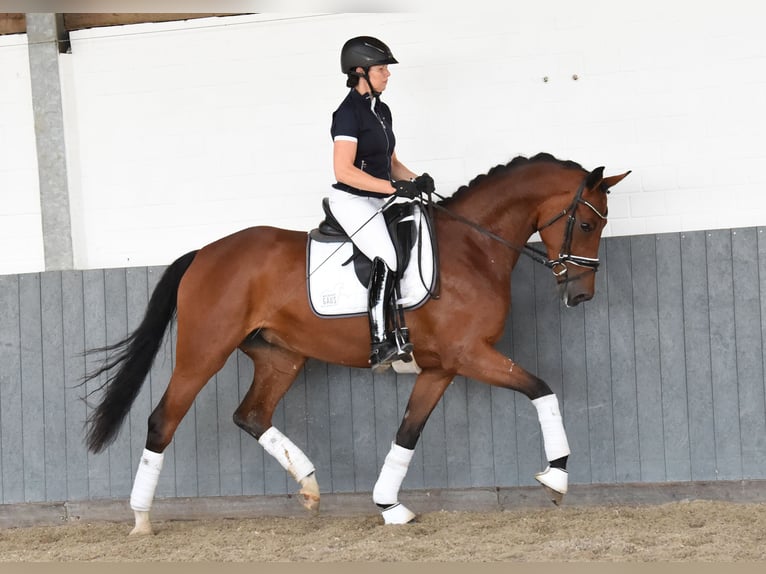 Hanoverian Mare 5 years 16,2 hh Brown in Tiddische