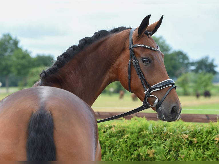 Hanoverian Mare 5 years 16,2 hh Brown in Tiddische