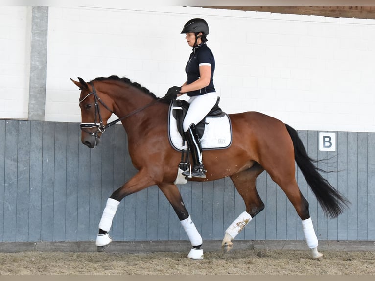 Hanoverian Mare 5 years 16,2 hh Brown in Tiddische