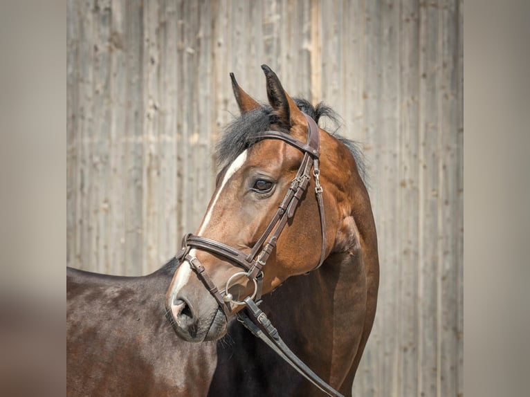 Hanoverian Mare 5 years 16,2 hh Brown in Langelsheim