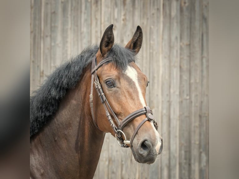 Hanoverian Mare 5 years 16,2 hh Brown in Langelsheim