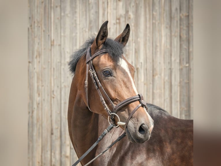 Hanoverian Mare 5 years 16,2 hh Brown in Langelsheim