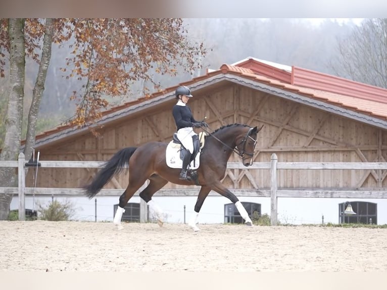 Hanoverian Mare 5 years 16,2 hh Brown in MoosachMoosach