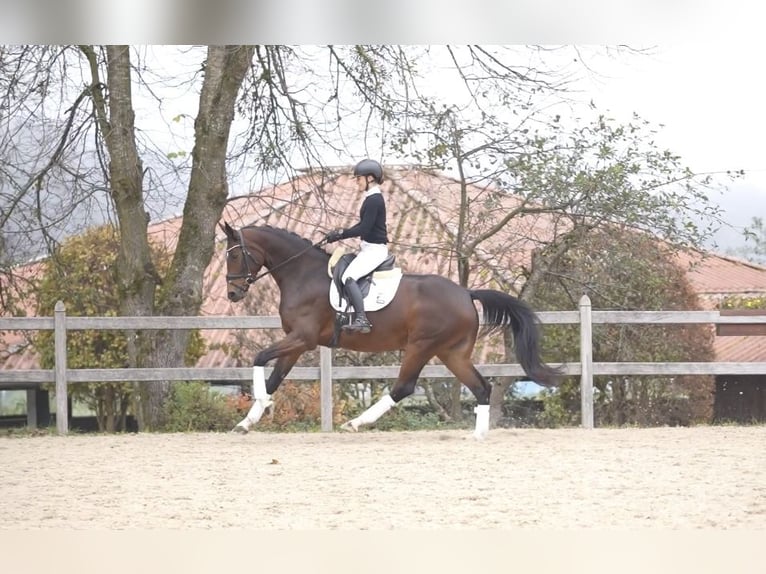 Hanoverian Mare 5 years 16,2 hh Brown in MoosachMoosach