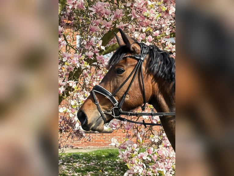 Hanoverian Mare 5 years 16.2 hh Brown in Bassum