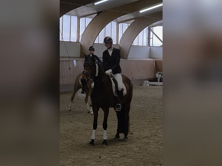 Hanoverian Mare 5 years 16.2 hh Brown in Bassum