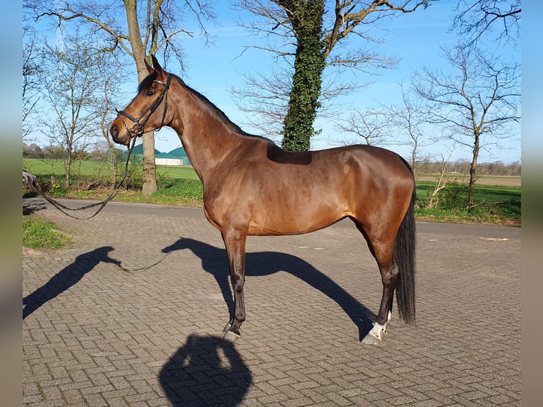 Hanoverian Mare 5 years 16.2 hh Brown in Wietmarschen
