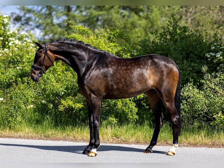 Hanoverian Mare 5 years 16.2 hh Brown in Rosenheim