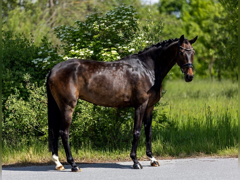 Hanoverian Mare 5 years 16.2 hh Brown in Rosenheim