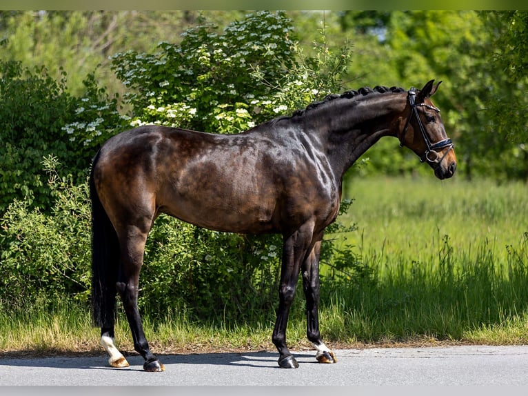 Hanoverian Mare 5 years 16.2 hh Brown in Rosenheim