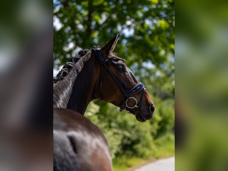 Hanoverian Mare 5 years 16.2 hh Brown in Rosenheim