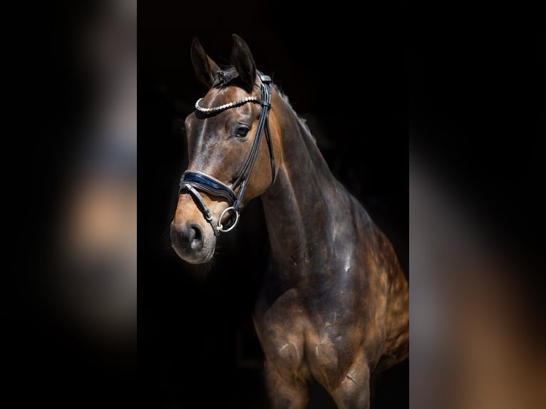 Hanoverian Mare 5 years 16.2 hh Brown in Rosenheim