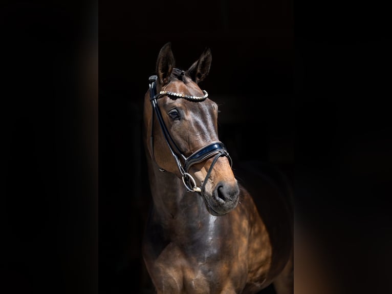 Hanoverian Mare 5 years 16.2 hh Brown in Rosenheim