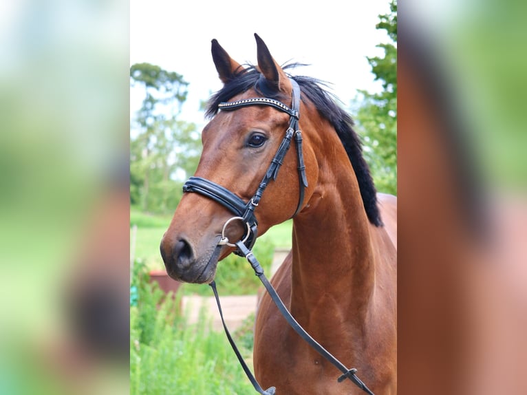 Hanoverian Mare 5 years 16,2 hh Brown in Embsen