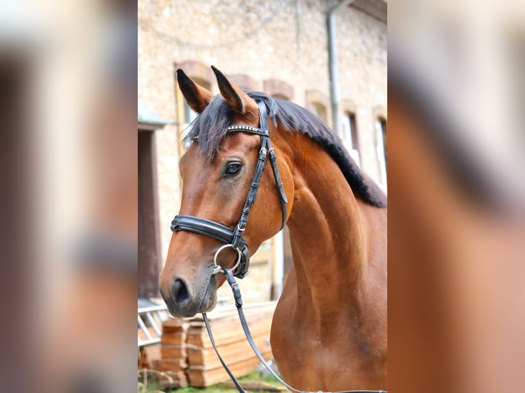 Hanoverian Mare 5 years 16,2 hh Brown in Embsen