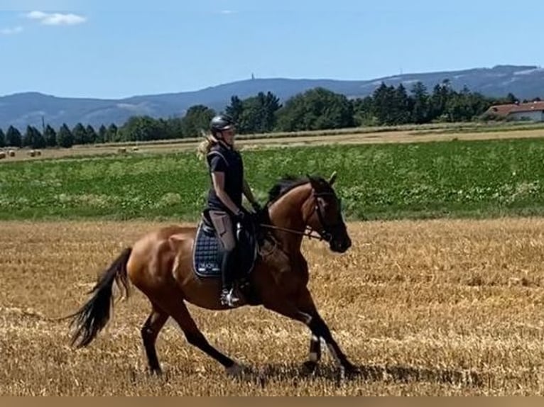 Hanoverian Mare 5 years 16,2 hh Brown in Wolfenbüttel