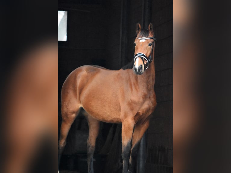 Hanoverian Mare 5 years 16.2 hh Brown in Bremervörde