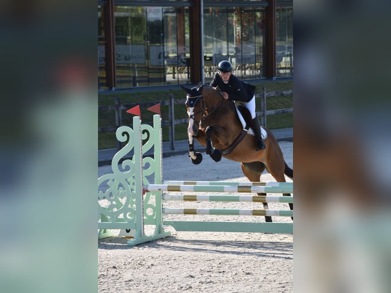 Hanoverian Mare 5 years 16,2 hh Brown in RatingenRatingen