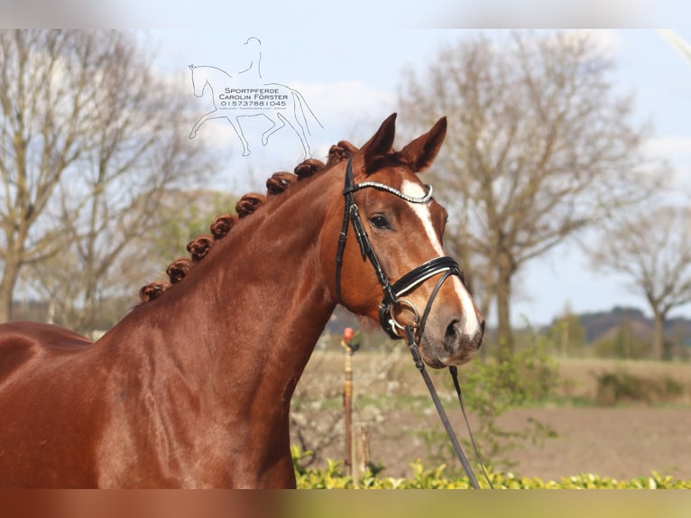 Hanoverian Mare 5 years 16.2 hh Chestnut in Reeßum