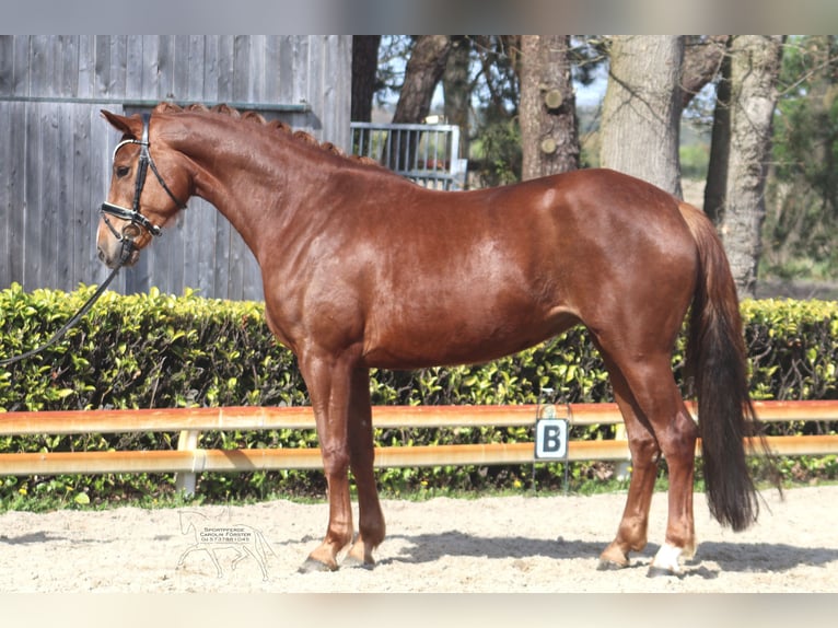 Hanoverian Mare 5 years 16.2 hh Chestnut in Reeßum