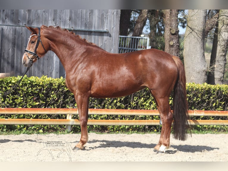 Hanoverian Mare 5 years 16.2 hh Chestnut in Reeßum