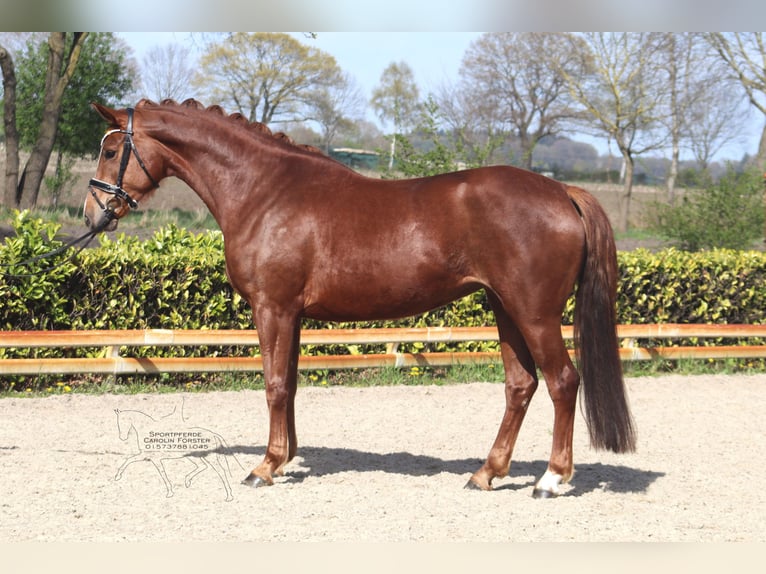 Hanoverian Mare 5 years 16.2 hh Chestnut in Reeßum