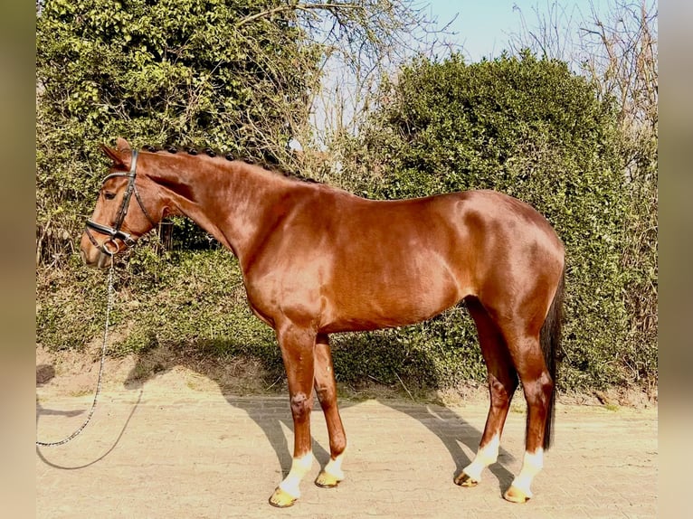 Hanoverian Mare 5 years 16.2 hh Chestnut in Nordhorn