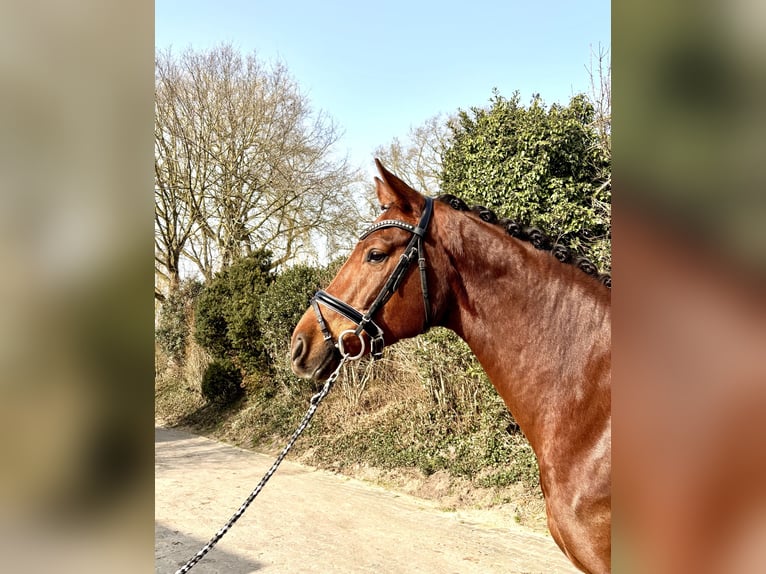 Hanoverian Mare 5 years 16.2 hh Chestnut in Nordhorn