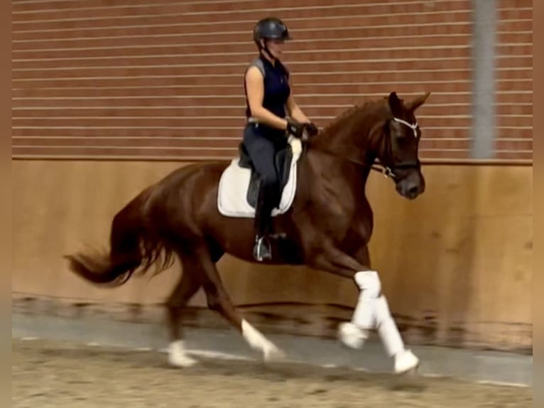 Hanoverian Mare 5 years 16,2 hh Chestnut in Ankum