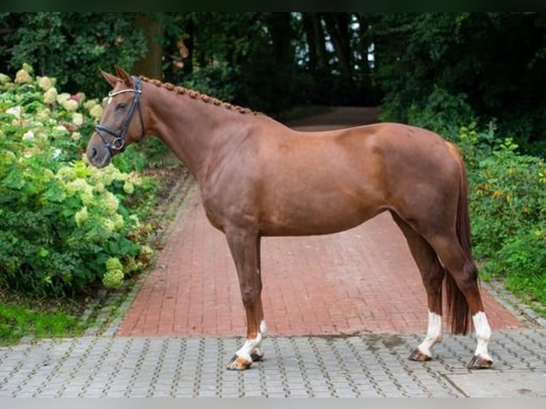 Hanoverian Mare 5 years 16,2 hh Chestnut in Ankum