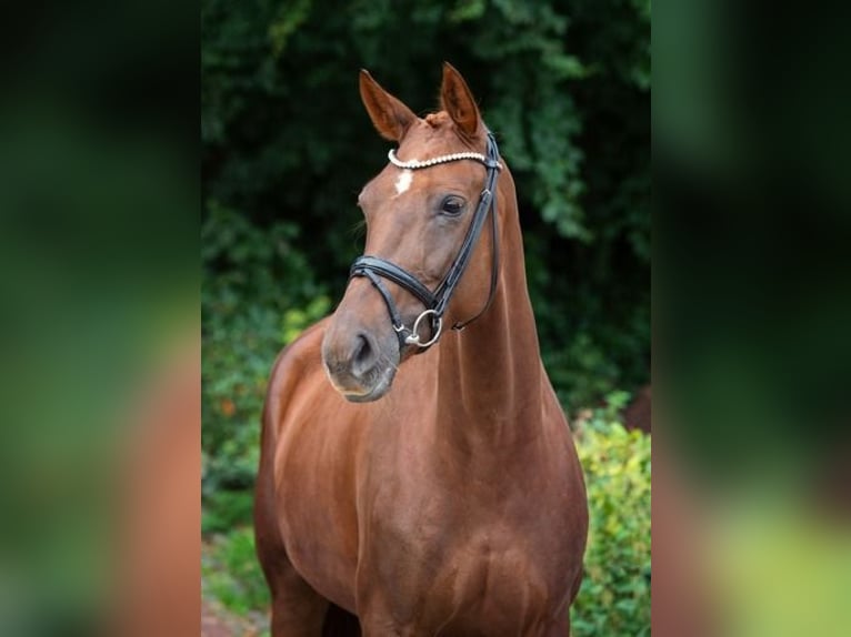 Hanoverian Mare 5 years 16,2 hh Chestnut in Ankum